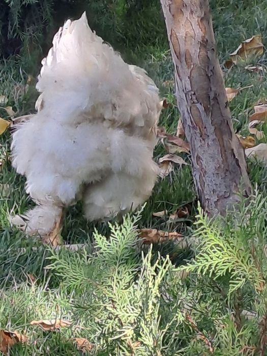 Кафас янги сотилади товук брама тухмга  зоти тоза