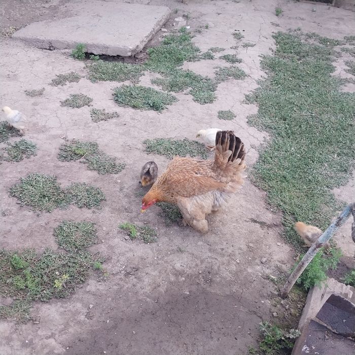 Продам цыплят с курицей