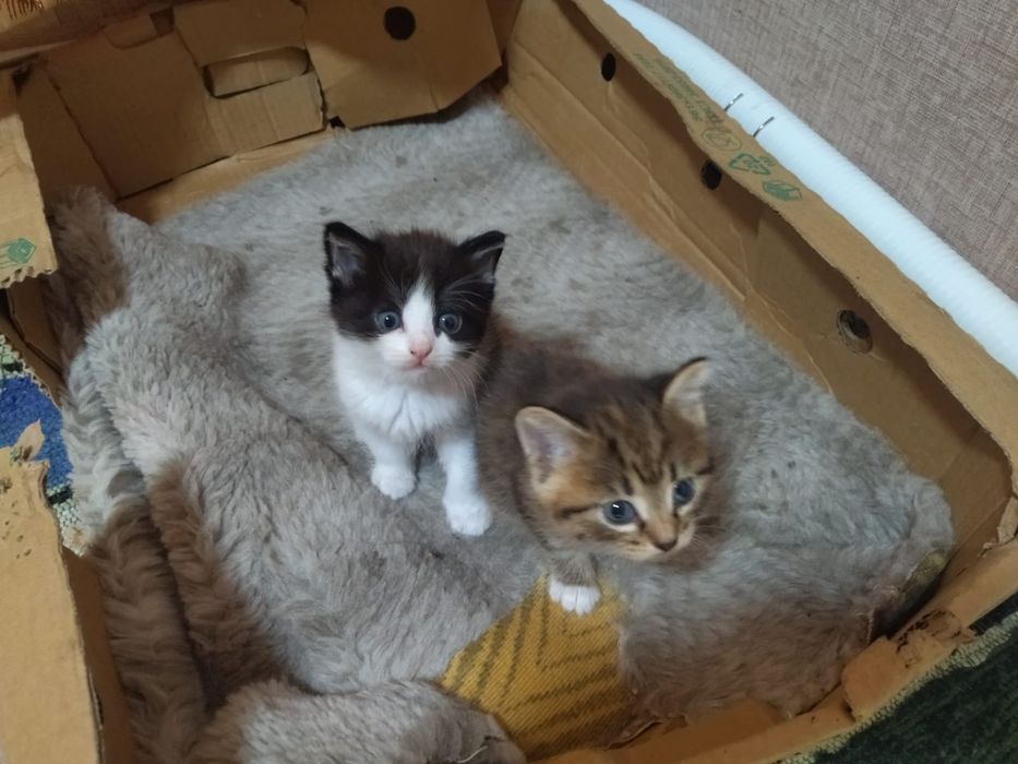 Отдам котят в добрые руки