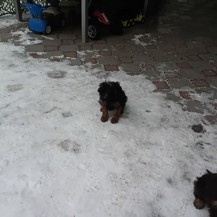 Отдам щенка в хорошие руки