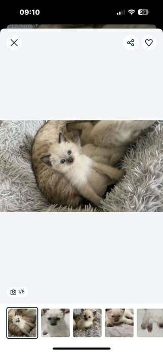Отдаем домашнего котенка, мальчика и девочку.
