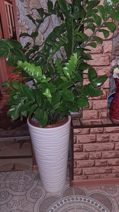 Домашние цветы Мырзакент