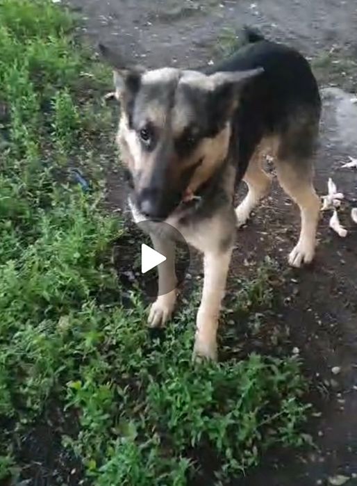 Потерялась собака