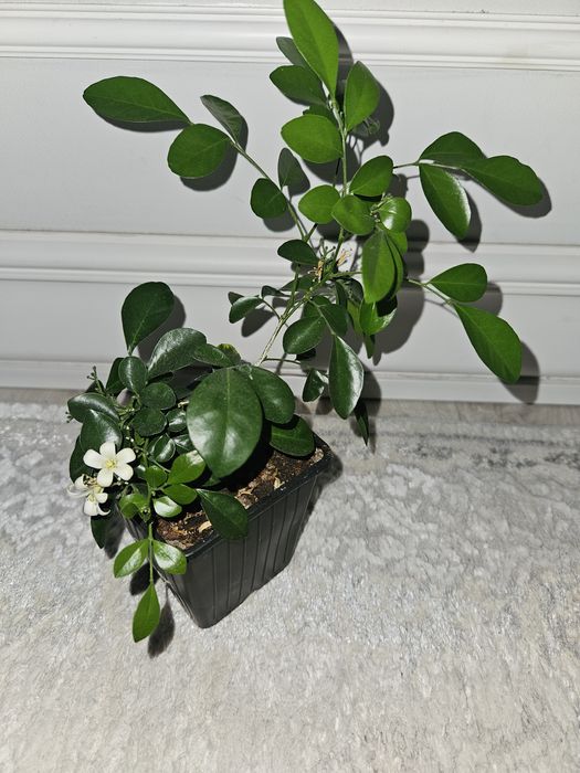 Продам мураю метельчатую (дерево императора)  2000