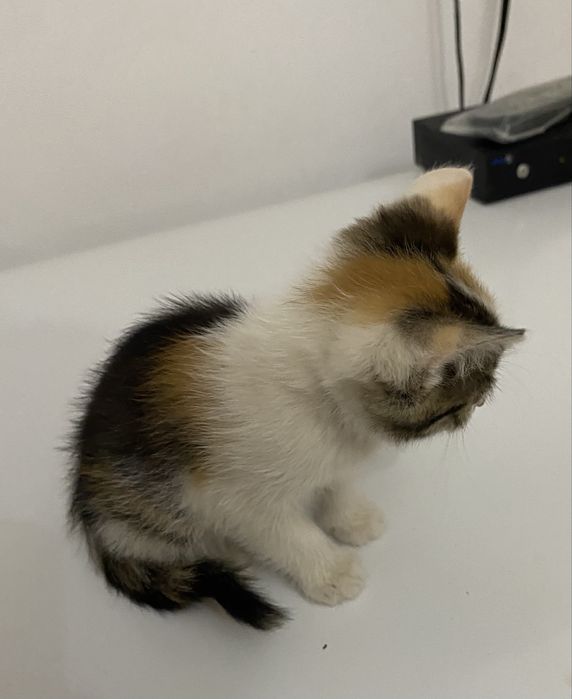 котенки бесплатно