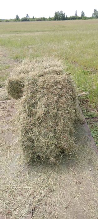 Продам сено, свежее лесное