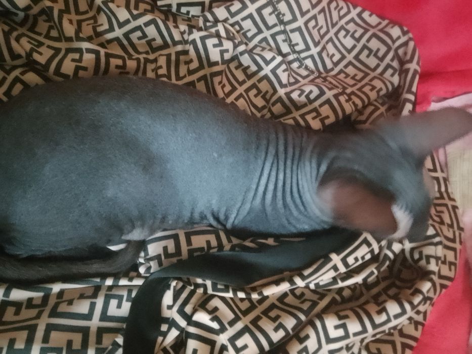 Продаю за 20000 ДОНСКОЙ СФИНКС