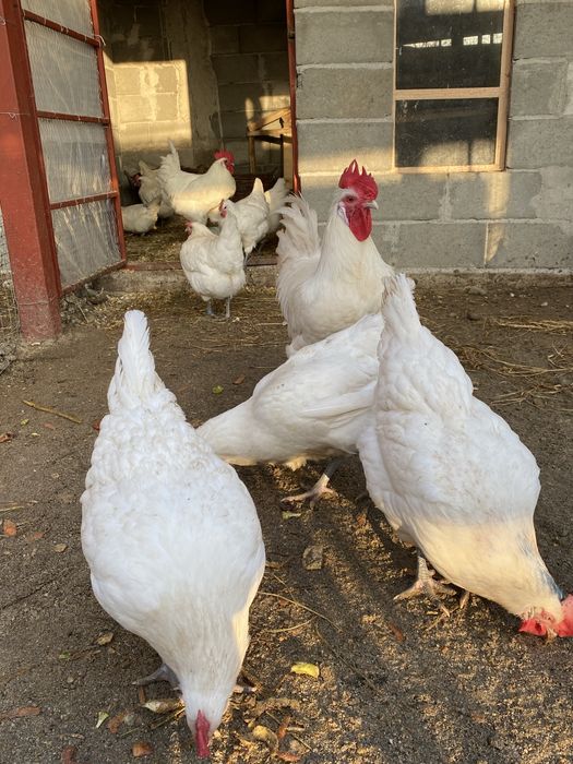 Oua incubat La Bresse