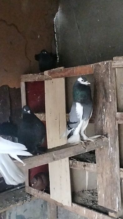 Дутыш декоративные