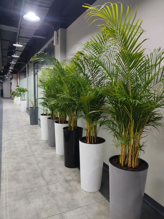 Уход за комнатными растениями