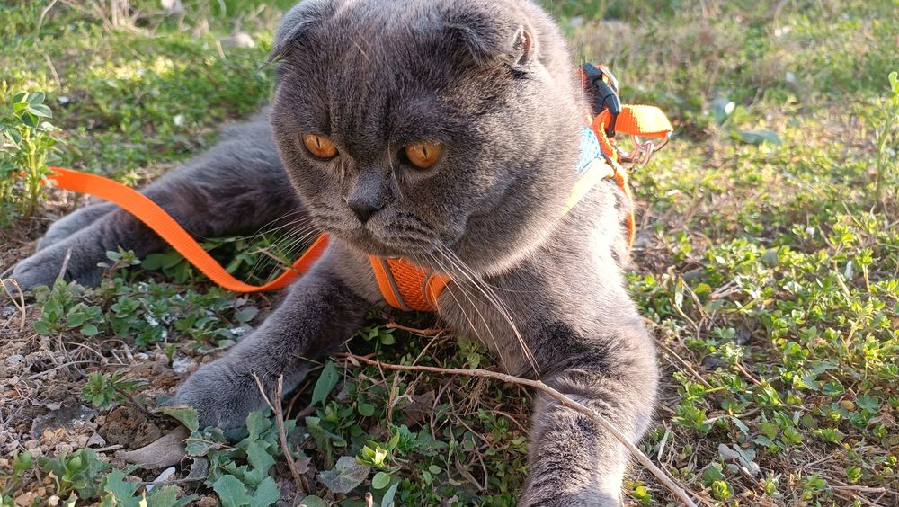 Шотландский фолд для вязки