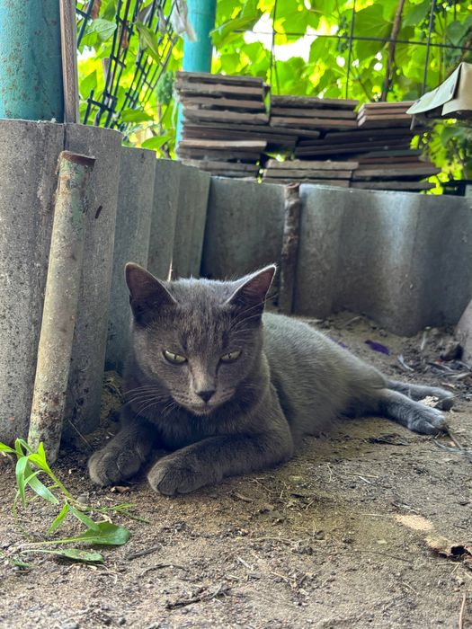Отдам кошку в хорошие руки