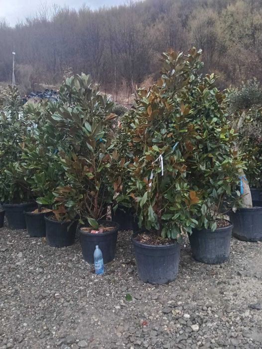 Lelandii și conifere pentru gard viu natural