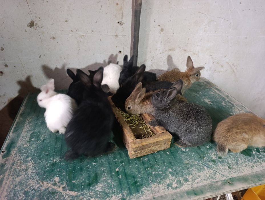 Quyonchala 45 kunli soni 12 ta.