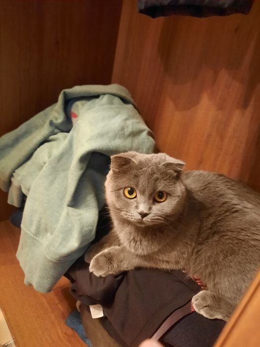 Шатланские котята. Город Астана