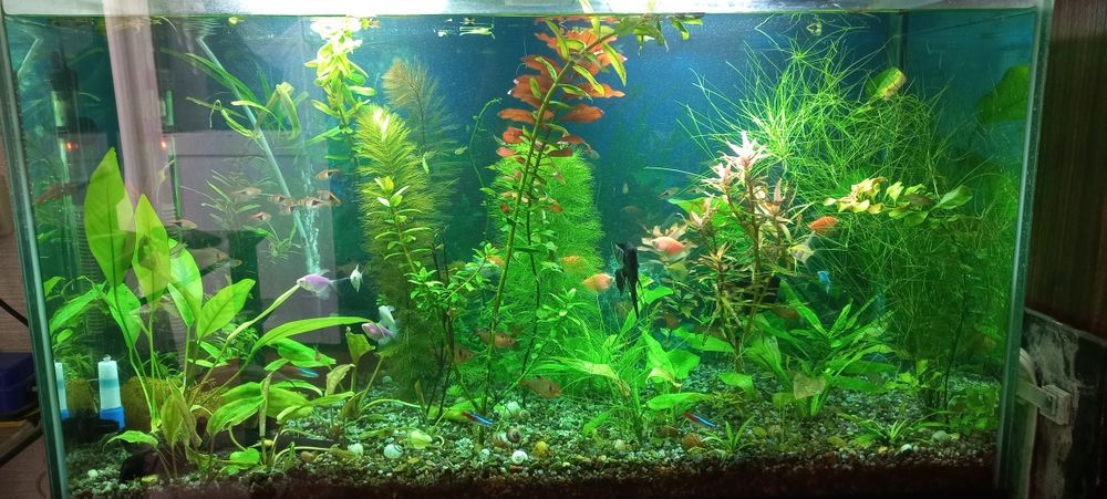 Аквариум с принадлежностями