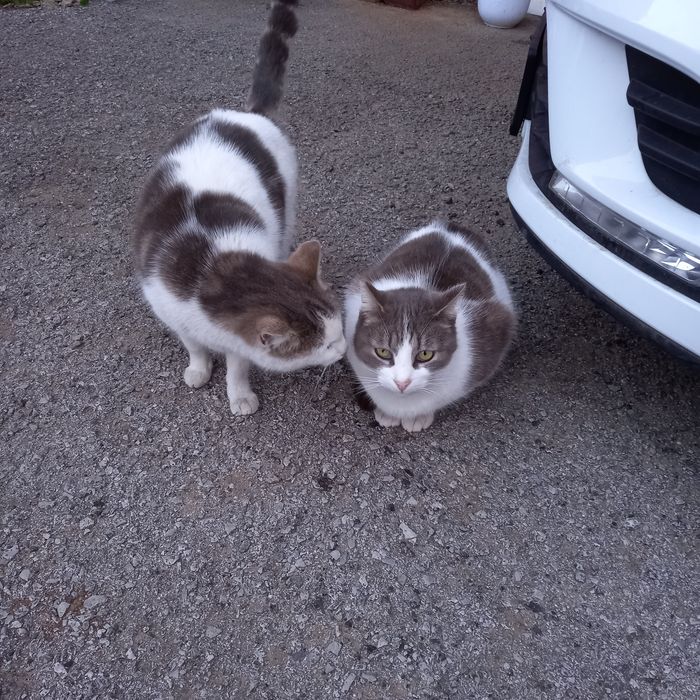 Котета на 10 месеца, кастрирани