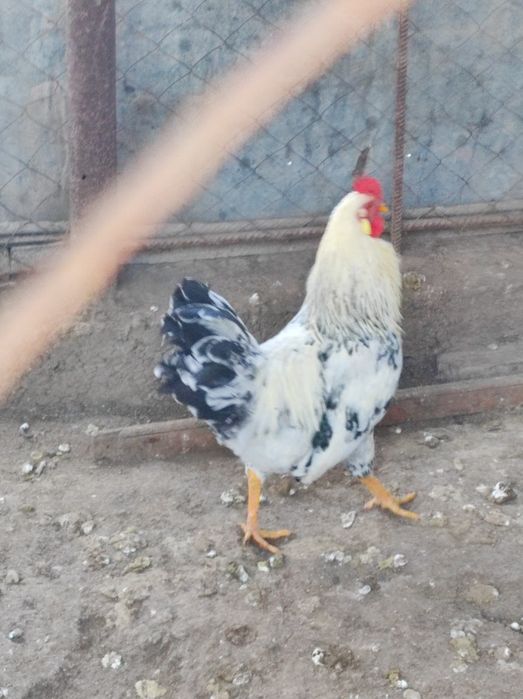 Продам молодых петухов