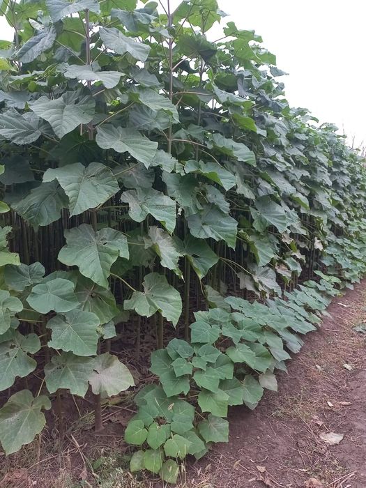 Павлония көшеттері