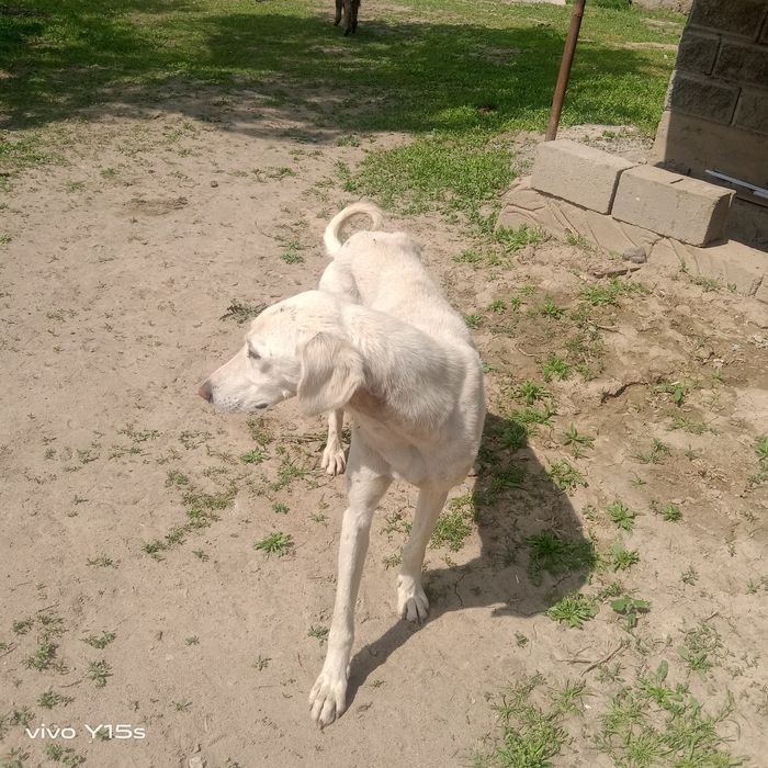 Жарғақ тазы сатылады