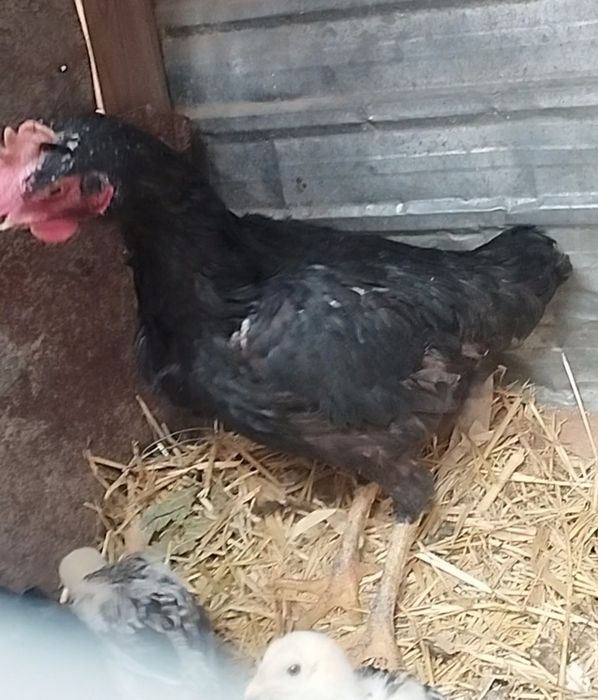 Чолпан курица 1.2 года