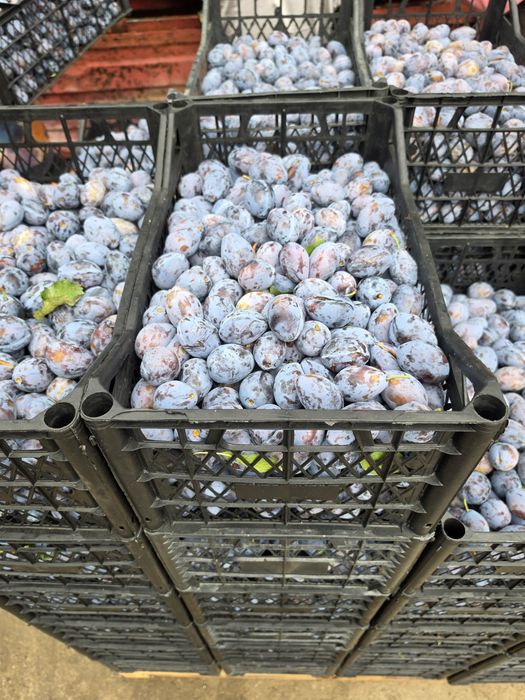 Prune pentru tuica