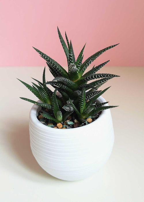 Хавортия, суккулент