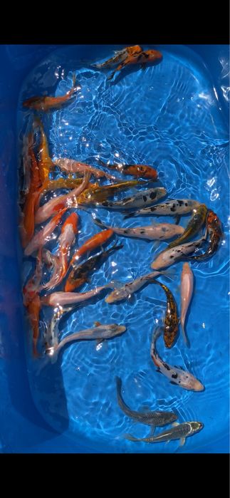 OFERTA Crap koi ( Kabuto, utsuri, bekko , kohaku, gin rin, showa, si multe culori foarte frumoase )