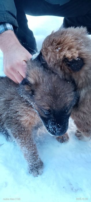 Щенки мощные отдам