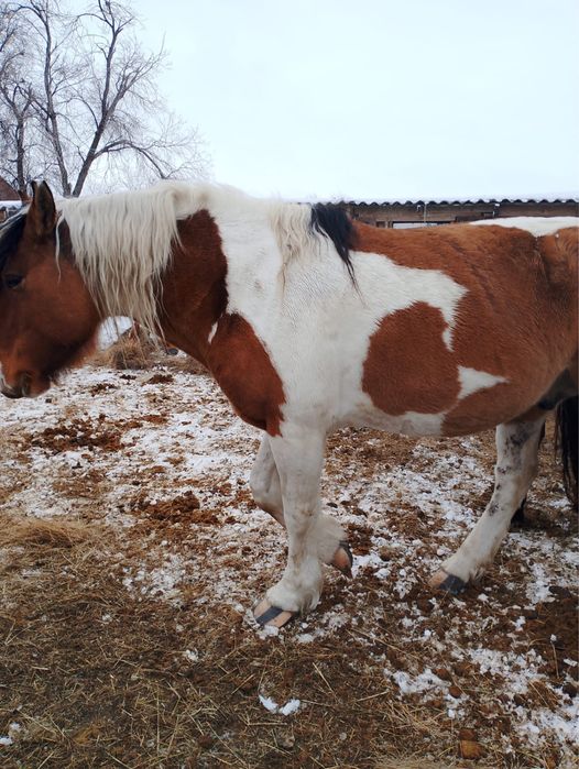 2019 жылғы Полутяж Айғыр сатылады