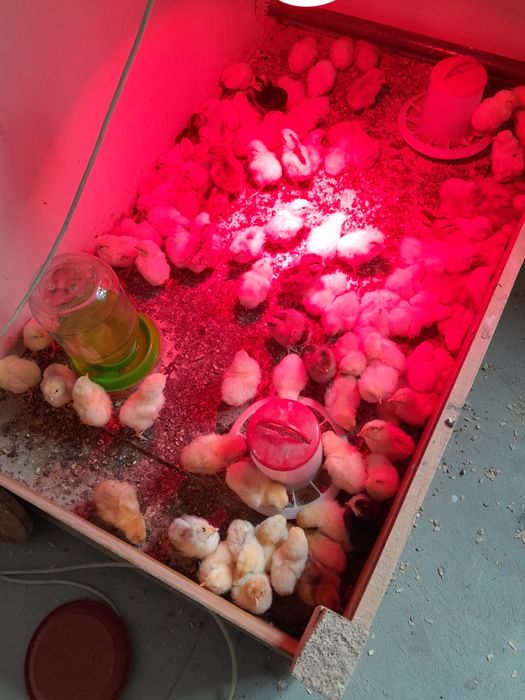 Цыплята 3дневные.