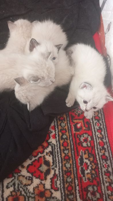 Котята отдам в добрые руки