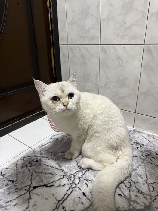 Shinshila sotladi o’g’il bolla