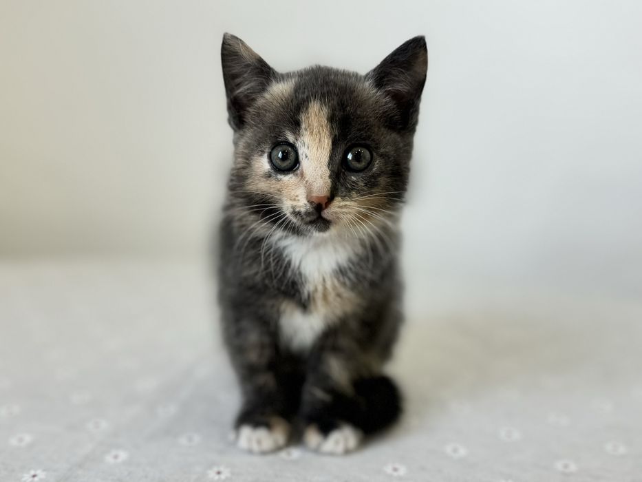 Отдам в добрые руки