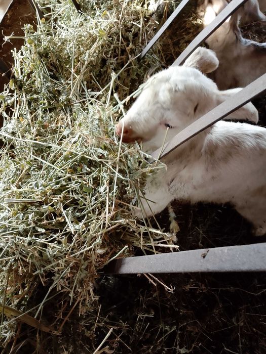 Ярета от 5-30 дни