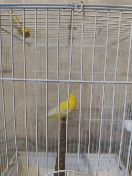 Konoreykala sotiladi