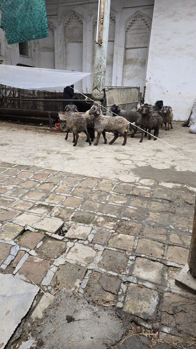 Куйлар сотилади..