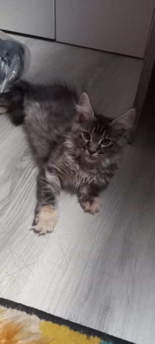 Fetiță mainecoon