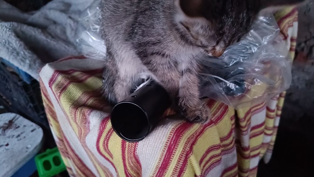 Отдам котят в добрые руки.