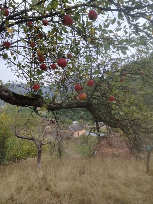 Mere de cumpărat pentru