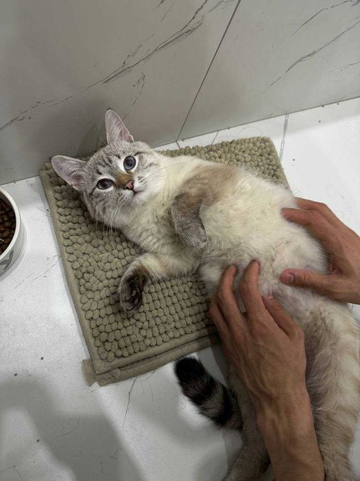 Отдадим кота в хорошие руки