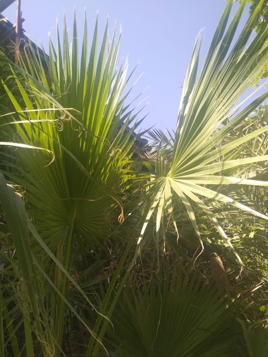 Palma gul sotiladi. Narxi bir yarim million  söm. Narxi yana kelishila