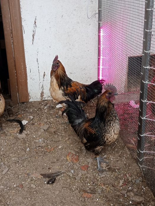 Продаю петушков породистых.