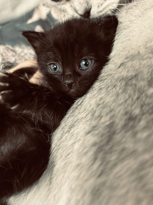 Котенок  в добрые руки
