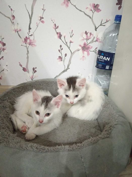 Котята ищут дом.