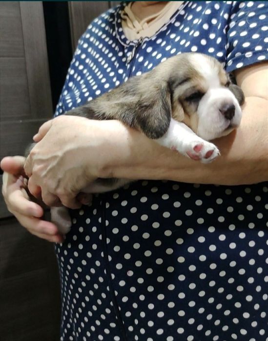 Очаровательные щенки бигля