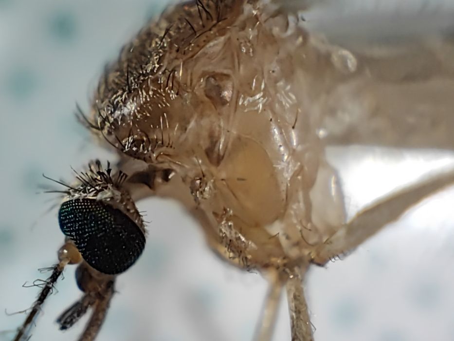 Продаётся смартфон