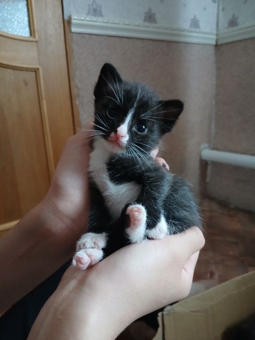 Котёнки отдам добрые руки