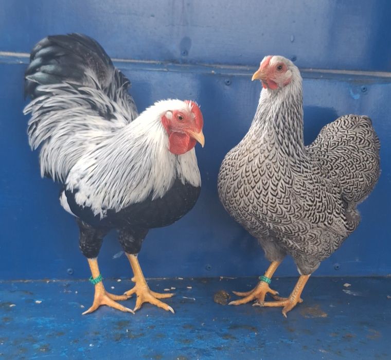 Pereche Wyandotte pitic argintiu cu duble benzi