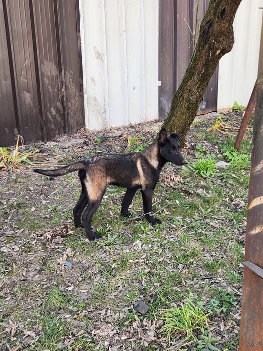 Mascul ciobanesc belgian malinois cu pedigree